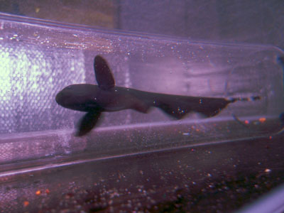 black ghost knife fish
